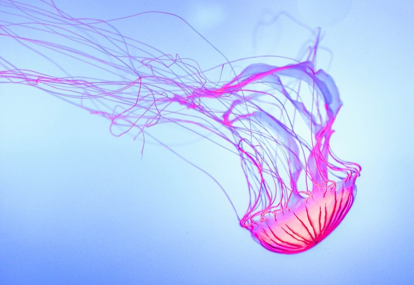 Photo of a medusa jellyfish.